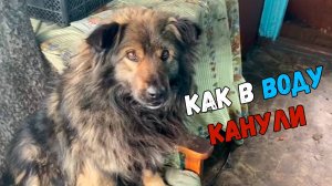 ТЕПЕРЬ СОБАКИ В ДОМЕ ЖИВУТ // СОСЕДИ О НИХ НИЧЕГО НЕ ЗНАЮТ.