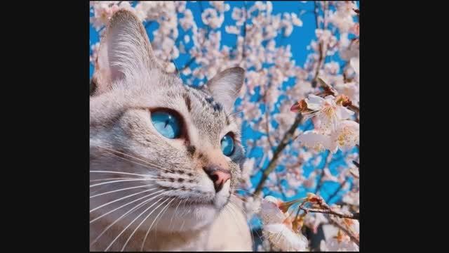 Песня Жаворонка. Детский альбом. Петр Ильич Чайковский. смотреть онлайн