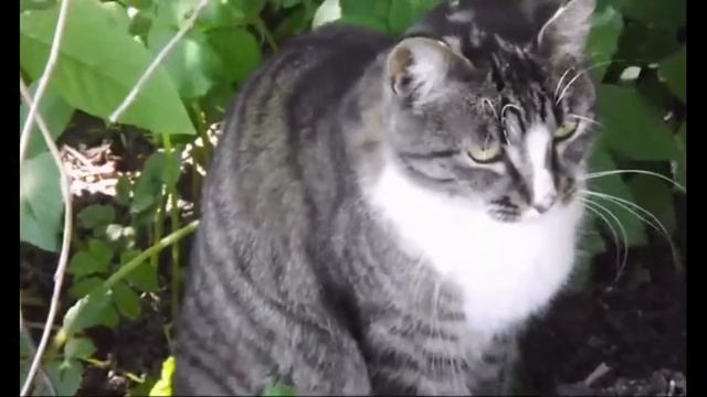 Коты и кошки. Кошачья жизнь смотреть онлайн