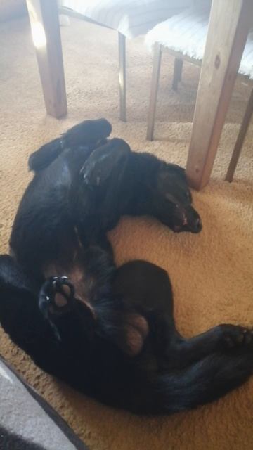 Восточно-европейская овчарка Вольф! Балдеет! смотреть онлайн