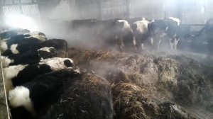 Чистка навоза на ферме