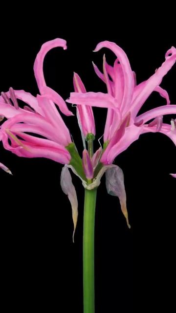 Красивые цветы просто посмотреть на смотреть онлайн