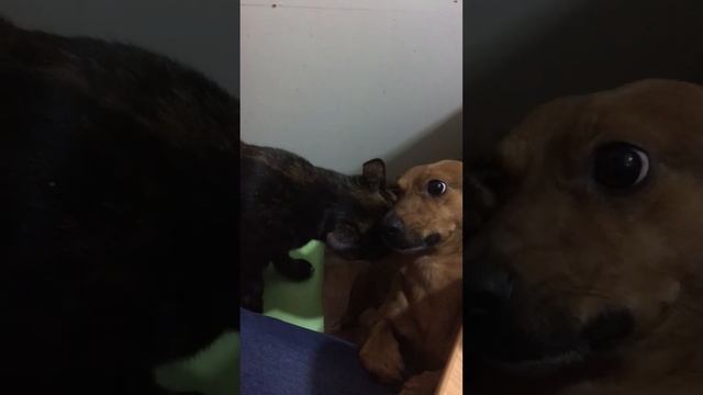 Любовь кошки и собаки смотреть онлайн