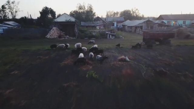 Как правильно загнать баранов)))) смотреть онлайн