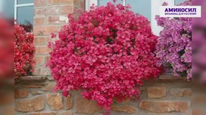 🌸Диасция — однолетнее, неприхотливое растение, которое будет цвести у вас до самых заморозков!