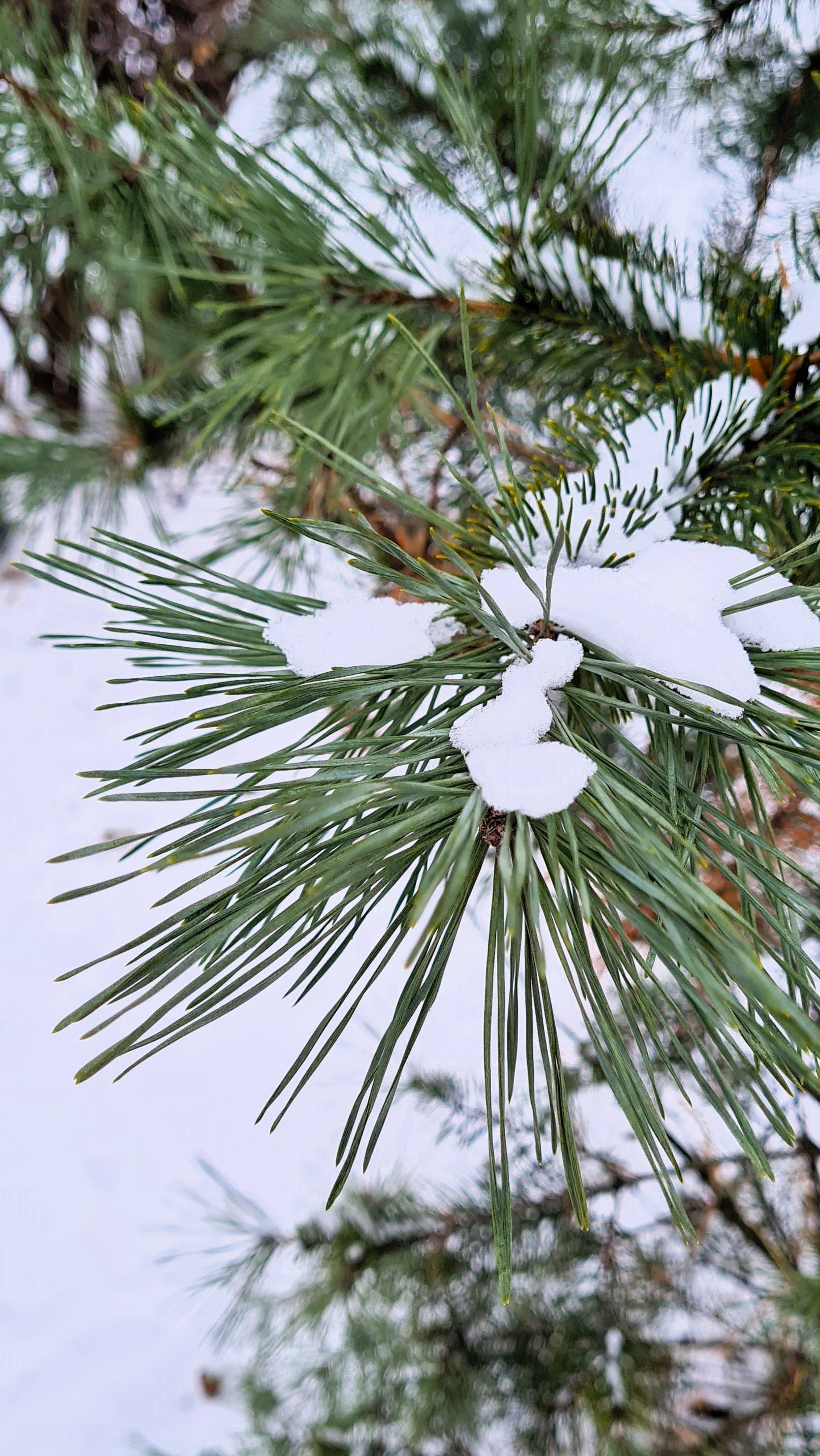 Февральские ветки сосны