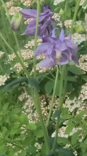 Purple Blue Columbine Flowers. смотреть онлайн
