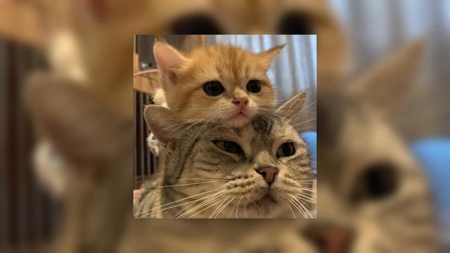 Mirèle - Скинь котиков (speed up) смотреть онлайн