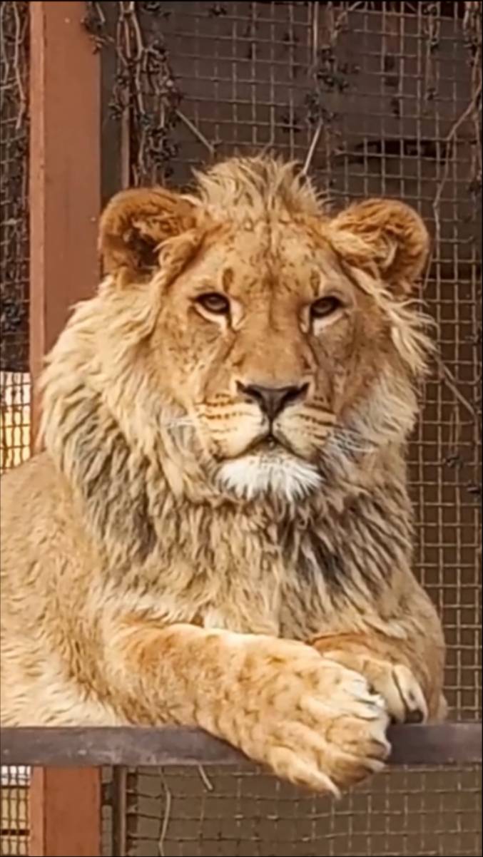 ШЕРХАН, ну ты красавчик! #шерхан_тайган #шерхан #лев #lion #юмор #animals #зоопарк #shortvideo смотреть онлайн