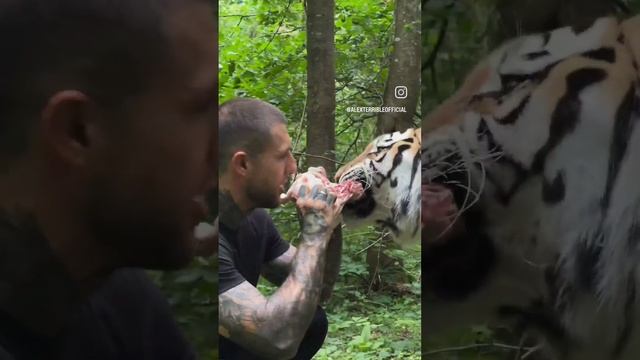 ALEX TERRIBLE VISIT MIHAIL TIGER @AlexTerrible @TIGERALABAI