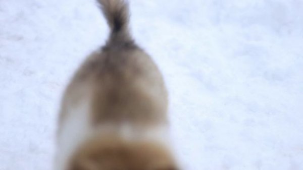 Lorivern Fresh Breeze Iriska Toffee