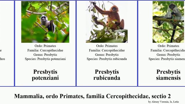 Mammalia, ordo Primates, familia Cercopithecidae, sectio 2 trachypithecus presbytis macaca sphinx смотреть онлайн