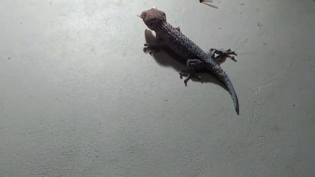 Gekko gecko, Laos смотреть онлайн