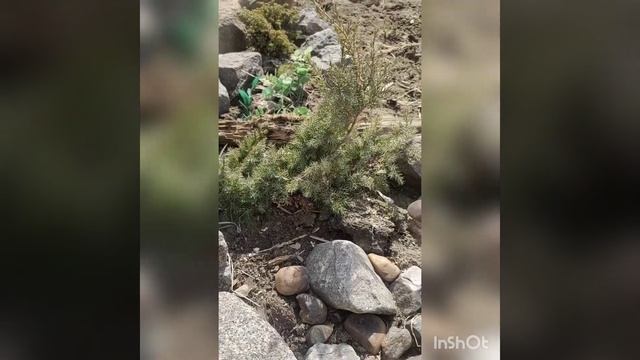 цветы сады и муравьи