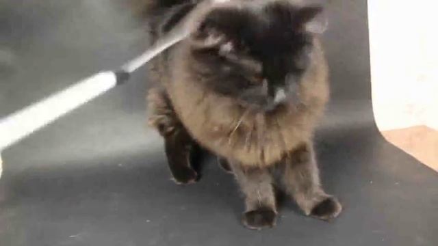 Black siberian female Ornella, video 19.11.2017 смотреть онлайн