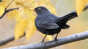 Как поет черный дрозд. Turdus merula