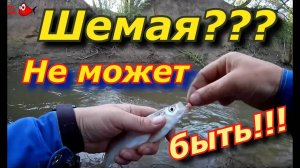 Шемая в малой реке на червя . Где искать шемаю.  .рыбалка на шамайку