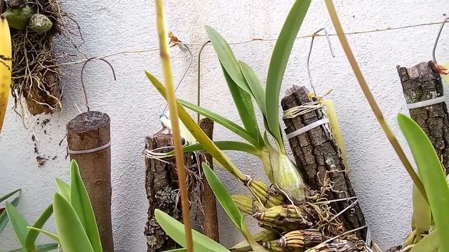 ¿Por qué se ve mal mi planta de orquídea? смотреть онлайн