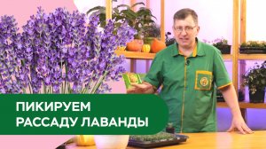 Пикируем рассаду лаванды