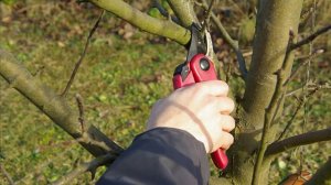 ОБРЕЗКА ЯБЛОНИ ВЕСНОЙ ДЛЯ НАЧИНАЮЩИХ