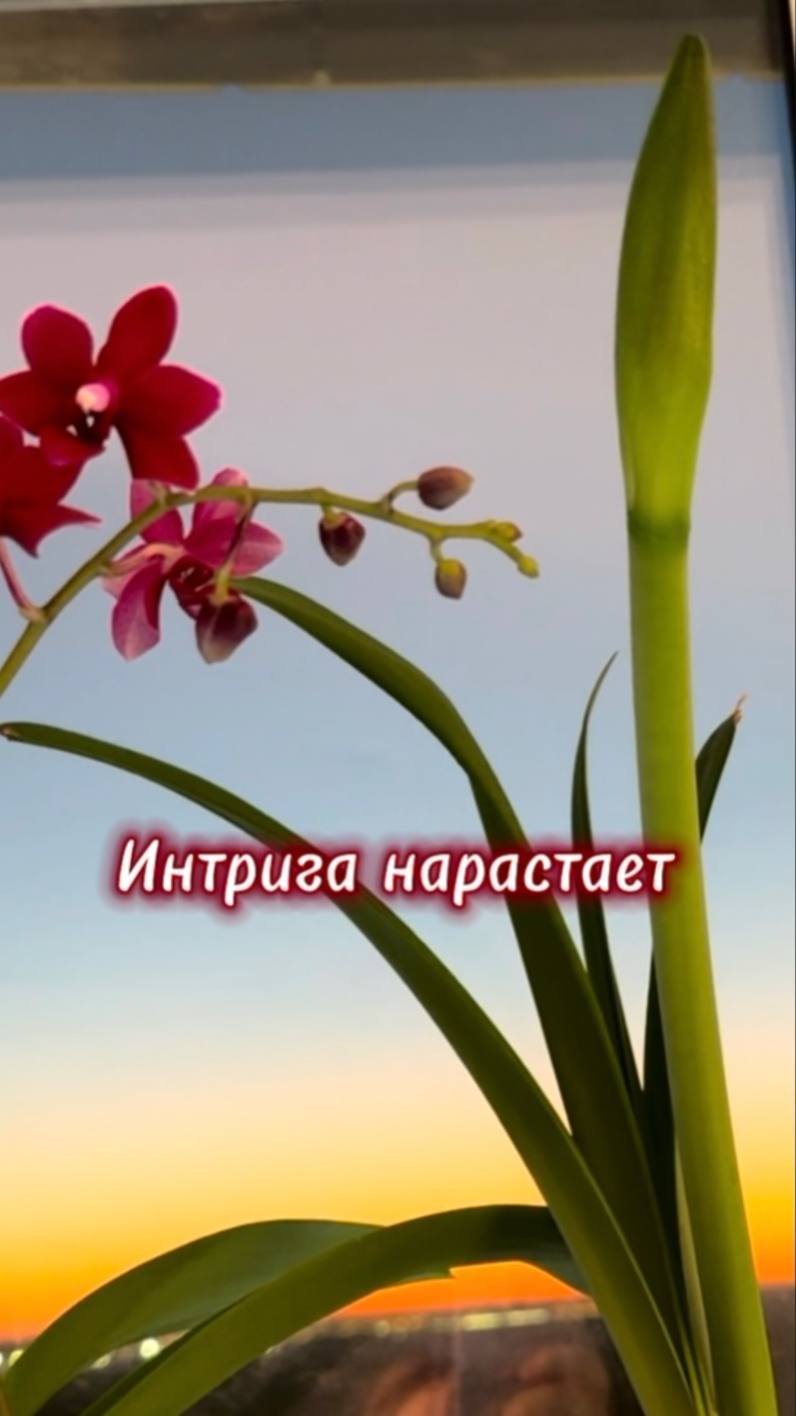 Гиппы держат интригу #гиппеаструм #амариллис