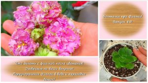 Болталка про Фиалки! Выпуск 85! Что делать с фиалкой после цветения! Отвечает на ваши вопросы!