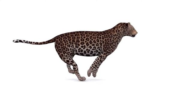 CAT, 3ds MAX, Rig Leopard смотреть онлайн