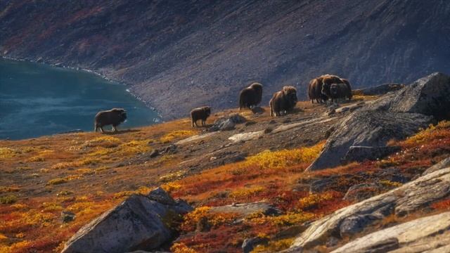 WHERE ICEBERGS ARE BORN. Scoresby Sound, Greenland, 2018. смотреть онлайн