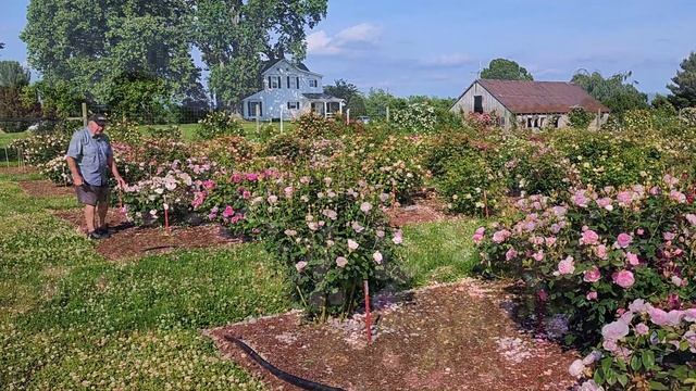 Rose Olivia Rose Austin - A David Austin English Rose - A Top Performer in Our Trials смотреть онлайн