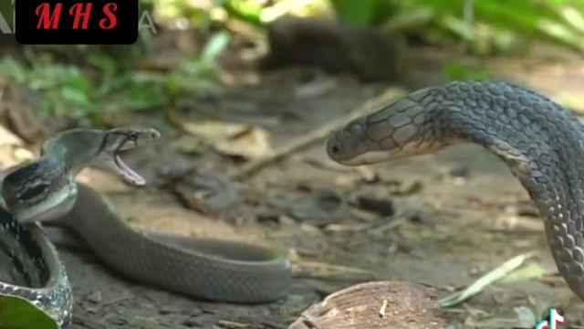 King cobra vs.mulga snake- battle of the deadly snakes 😮 смотреть онлайн
