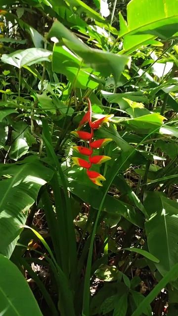 Геликония ростральная — растение-фламинго смотреть онлайн