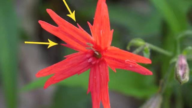 Plant portrait - Fire pink (Silene virginica) смотреть онлайн