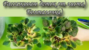 Отсаживаю от листа детки фиалки! Болталочка)