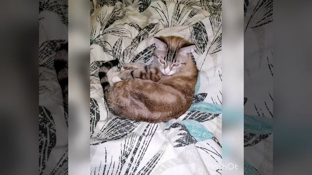 Фото кота марсика🐈 смотреть онлайн