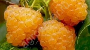 Малина ремонтантная Янтарная Садко