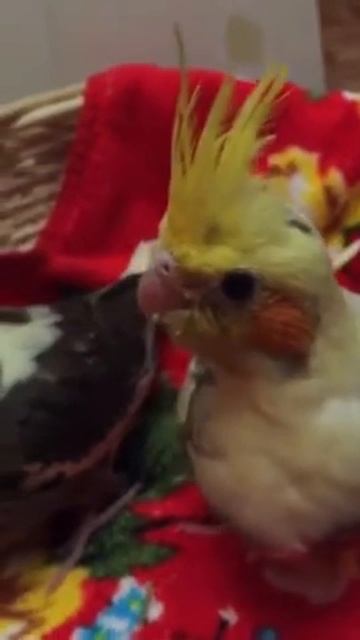 Ручные птенцы-выкормыши щекастой кореллы. смотреть онлайн