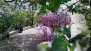 Шуфутинский - Моя Одесса. Пахнет Морем.