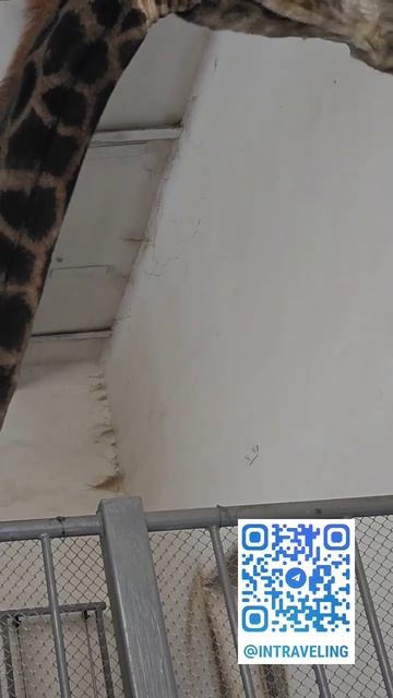 Миссия покормить жирафа выполнена смотреть онлайн