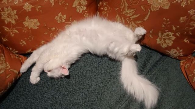 Кошка Ксюша ждёт гуся из духовки, а потом отдыхает на диване смотреть онлайн