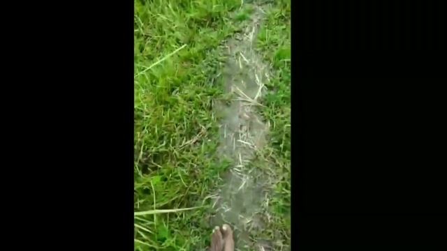 Dhekiya/jangalraj pe mangal/ viral video/Assamese viral video 2021 смотреть онлайн