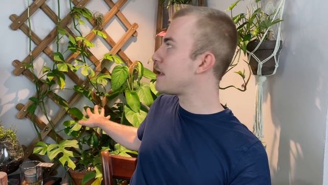 IKEA Houseplant Hacks смотреть онлайн
