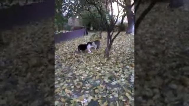 Коти розбираються смотреть онлайн