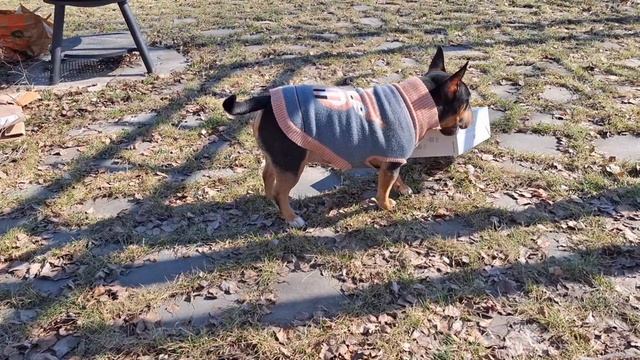 #16 Собрала старые качели. Установила костровую чашу