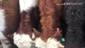 Скотный двор город прохладный