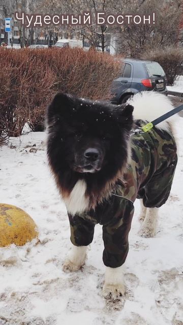 Американская Акита 🐕 смотреть онлайн