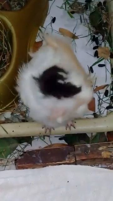 COBAYOS CUYS GUINEA PIGS HARDY! смотреть онлайн