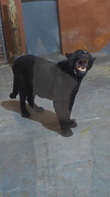 Как зевают хищники: лев, пантера, бегемот и слон передаëт привет тоже смотреть онлайн