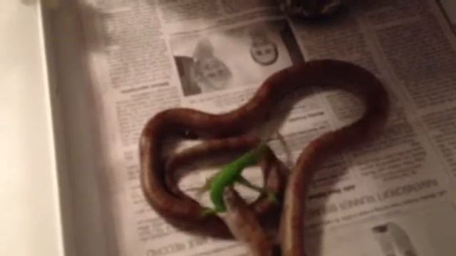 Mole king snake eats live Green Anole смотреть онлайн