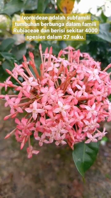 Ixoroideae adalah subfamili tumbuhan berbunga dalam famili Rubiaceae dan berisi sekitar 4000 spesie смотреть онлайн