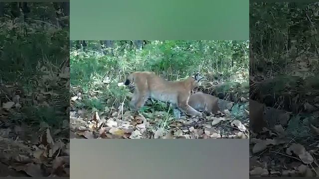 Мама Рысь с детишками